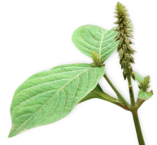 Seeds-of-Achyranthes-Aspera